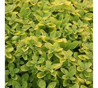 6 x Roquette à fleurs Thumble's Variety - Origanum vulgare 'Thumble's Variety' - pot 9cm x 9cm