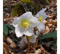 6 x rose de noël - helleborus niger - godet 9x9 cm