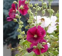 6 x rose trémière - alcea rosea 'simplex' - godet 9x9 cm