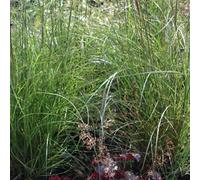 6 x Roseau de Chine araignée argentée - Miscanthus Sinensis 'Petite araignée argentée' - pot 9cm x 9cm