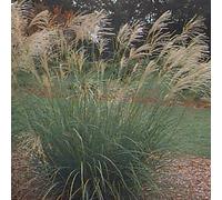 6 x roseau de chine - miscanthus sinensis 'silberfeder' - godet 9x9 cm