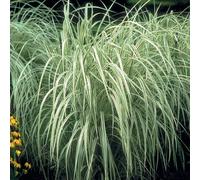 6 x roseau de chine - miscanthus sinensis 'variegatus' - godet 9x9 cm