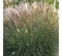 6 x roseau de chine - miscanthus sinensis 'yaku jima' - godet 9x9 cm