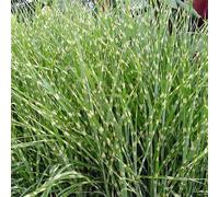 6 x roseau de chine - miscanthus sinensis 'zebrinus' - godet 9x9 cm