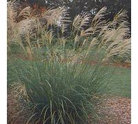 6 x Roseau de Chine plume d'argent - Miscanthus Sinensis 'Silberfeder' - pot 9cm x 9cm