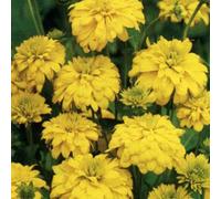 6 x Rudbeckia laciniata 'Goldquelle' - Rudbeckia Laciniata 'Goldquelle' - Godet 9x9cm - Jaune, plein soleil à mi-ombre, sol bien drainé