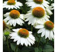 6 x rudbeckia pourpre - echinacea purp 'pow wow white' - godet 9x9 cm