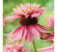6 x rudbeckia pourpre - echinacea purpurea 'doubledecker' - godet 9x9 cm