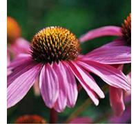 6 x rudbeckia pourpre - echinacea purpurea 'leuchtstern' - godet 9x9 cm