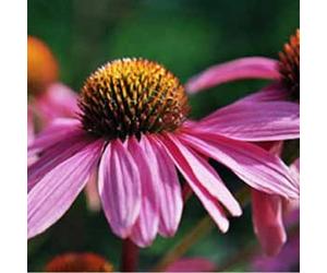 6 x rudbeckia pourpre - echinacea purpurea 'leuchtstern' - godet 9x9 cm