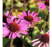6 x rudbeckia pourpre - echinacea purpurea 'little magnus'® - godet 9x9 cm