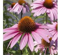 6 x rudbeckia pourpre - echinacea purpurea 'magnus' - godet 9x9 cm