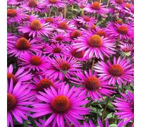 6 x rudbeckia pourpre - echinacea purpurea 'pica bella' - godet 9x9 cm