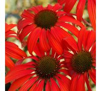 6 x rudbeckia pourpre - echinacea purpurea 'tomato soup' - godet 9x9 cm