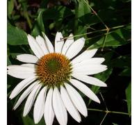 6 x rudbeckia pourpre - echinacea purpurea 'white swan' - godet 9x9 cm