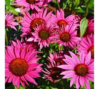 6 x rudbeckia pourpre 'js. Roho'® - echinacea purpurea 'j.s. Roho'® - godet 9x9