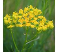 6 x rue - ruta graveolens - godet 9x9 cm