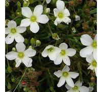 6 x sabline des montagnes - arenaria montana - godet 9x9 cm