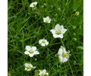 6 x Sagine subulée - Sagina Subulata - Godet 9x9cm - Vert, plein soleil à mi-ombre, sol bien drainé