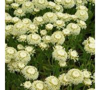 6 x santoline petit cyprès - santolina chamaecyparissus 'edward bowles' - godet