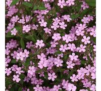 6 x saponaire de montpellier - saponaria ocymoides - godet 9x9 cm