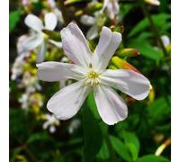 6 x saponaria ocymoides 'snow tip' - godet 9x9 cm