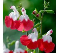 6 x sauge à petites feuilles - salvia microphylla 'hot lips' - godet 9x9 cm