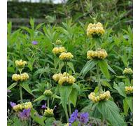 6 x sauge de jérusalem de russel - phlomis russeliana - godet 9x9 cm