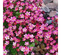 6 x saxifrage d'arends - saxifraga 'purpurteppich' - godet 9x9 cm