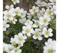 6 x saxifrage d'arends - saxifraga 'schneeteppich' - godet 9x9 cm