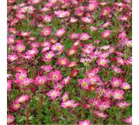 6 x saxifrage - saxifraga 'pixie' - godet 9x9 cm