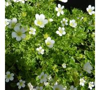 6 x saxifrage - saxifraga 'white pixie' - godet 9x9 cm