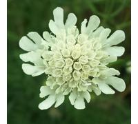 6 x scabieuse ochroleuca - scabiosa ochroleuca - godet 9x9 cm
