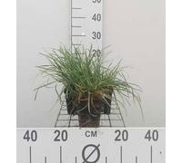 6 x Sesleria caerulea - Herbe bleue des marais - pot 9 x 9 cm