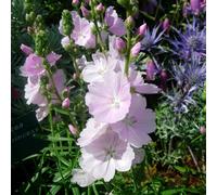 6 x sidalcea 'little princess' - godet 9x9 cm
