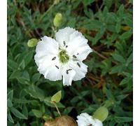 6 x Silène à gorge blanche - Silene Maritima 'Weisskehlchen' - pot 9cm x 9cm