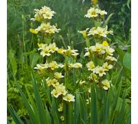 6 x sisyrinchium striatum - godet 9x9 cm