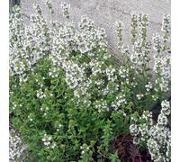 6 x Thym boule - Thymus vulgaris 'Compactus' - pot 9cm x 9cm