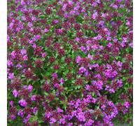 6 x thym précoce - thymus praecox 'creeping red' - godet 9x9 cm