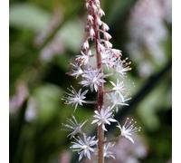 6 x Tiarella hybr. 'Skeleton Key' - Tiarella hybrida 'Skeleton Key' - pot 9cm x 9cm