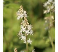 6 x Tiarella Wherryi - Tiarella wherryi - Pot 9cm x 9cm