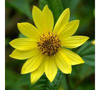 6 x Tournesol à petites fleurs - Helianthus 'Lemon Queen' - pot 9cm x 9cm