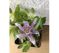 6 x Tricyrtis hirta - Lys des crapauds - pot 9x9 cm