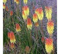 6 x Tritoma 'Royal Standard' - Kniphofia 'Royal Standard' - Godet 9x9cm - Orange vif, persistant, soleil, drainé