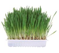 6 x Trixie Herbe pour petits animaux 6 x 100 g