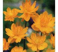 6 x trolle de chine - trollius chinensis 'golden queen' - godet 9x9 cm