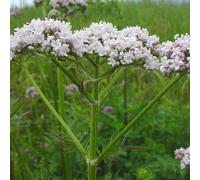 6 x Valériane - Valeriana officinalis - Pot 9cm x 9cm