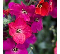 6 x Verge d'or 'Red Jep' - Erysimum hybrida 'Red Jep' - pot 9cm x 9cm