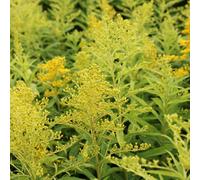 6 x verge d'or - solidago 'goldenmosa' - godet 9x9 cm
