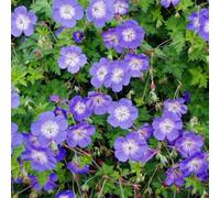 6 x Vergerette Rozanne - Geranium 'Rozanne' - pot 9cm x 9cm